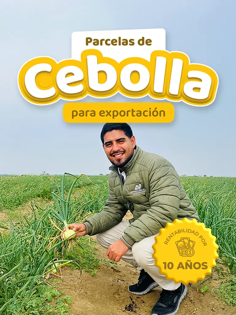 Cebollas para exportación
