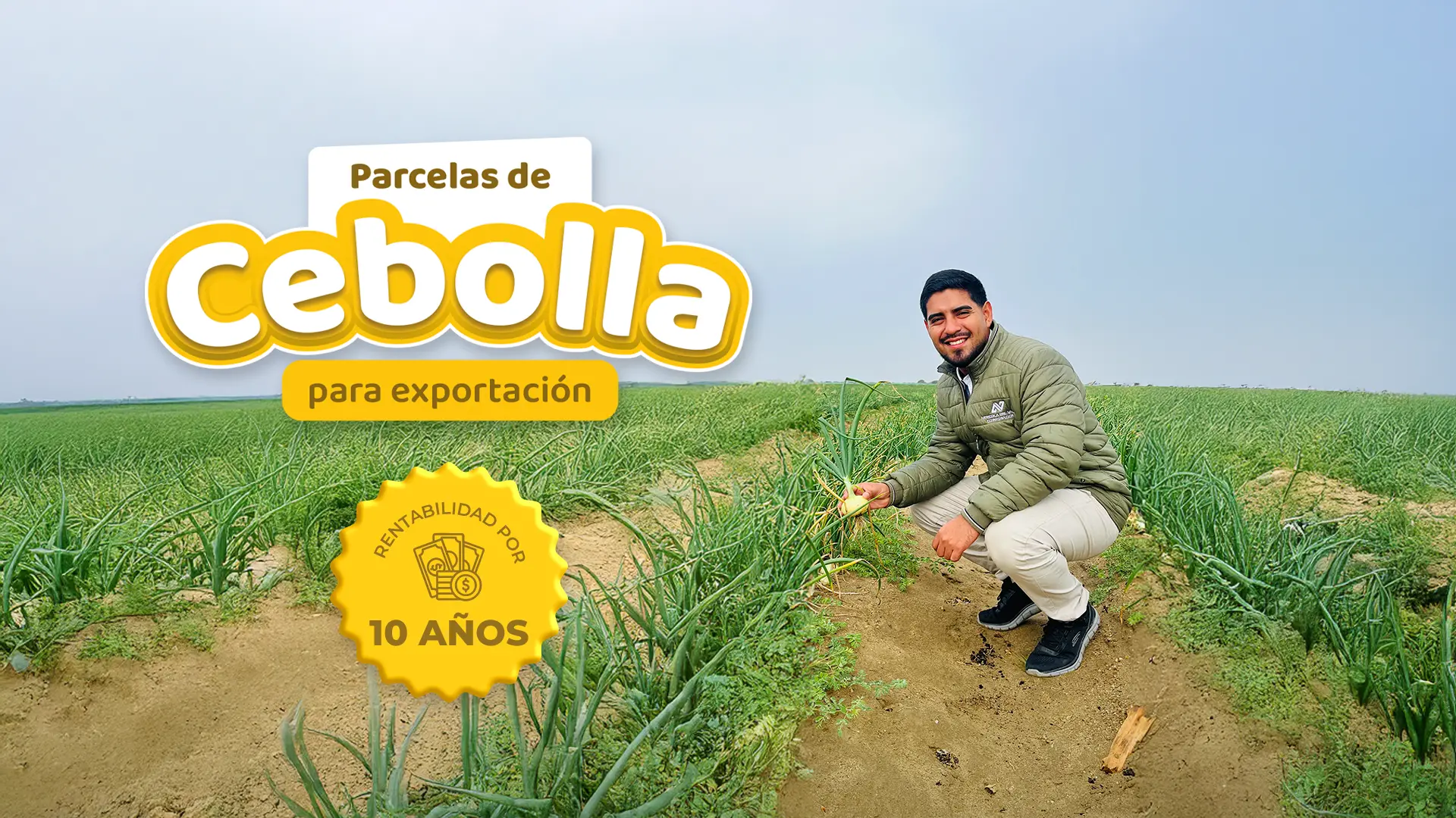 Cebollas para exportación