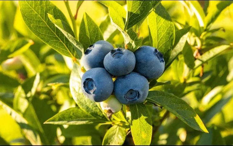 Conservación de parcela