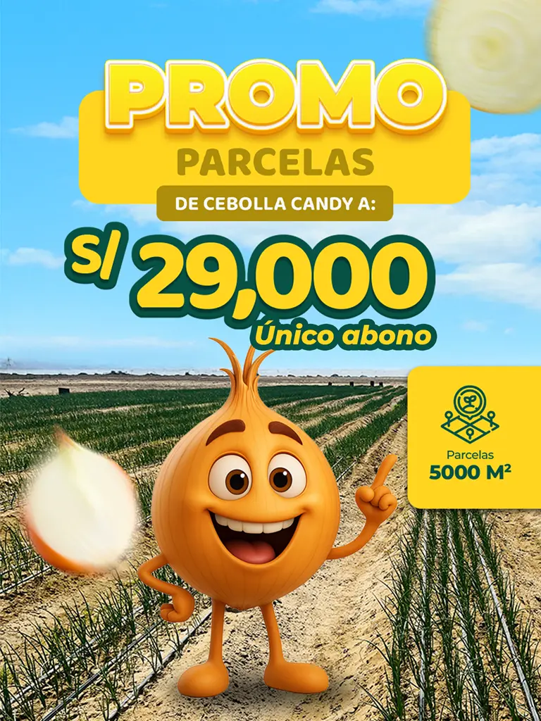 Cebolla Candy